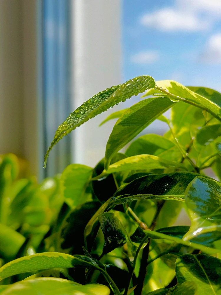 🌸🍒CherrySoju🌸님이 올린 GIF