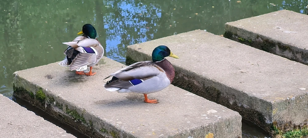 Image ajoutée par Mymy