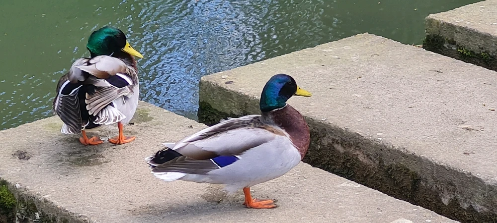 Image ajoutée par Mymy