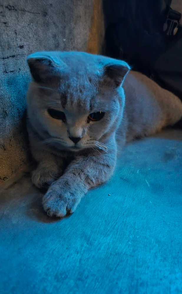 GIF được KIM tải lên