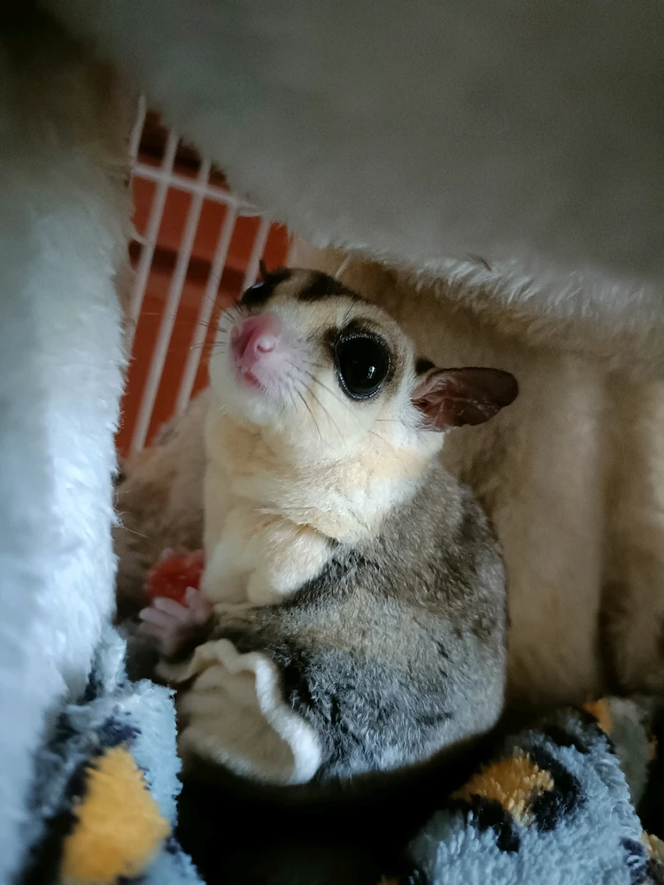 Ujean上传的GIF