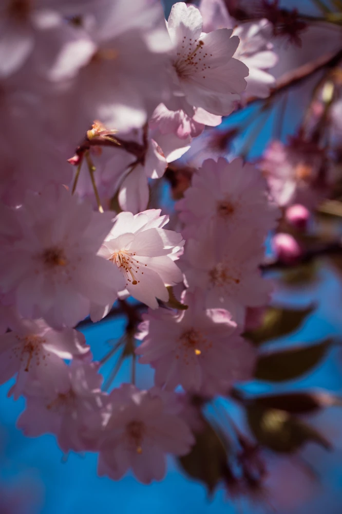 Image uploaded by Saurav