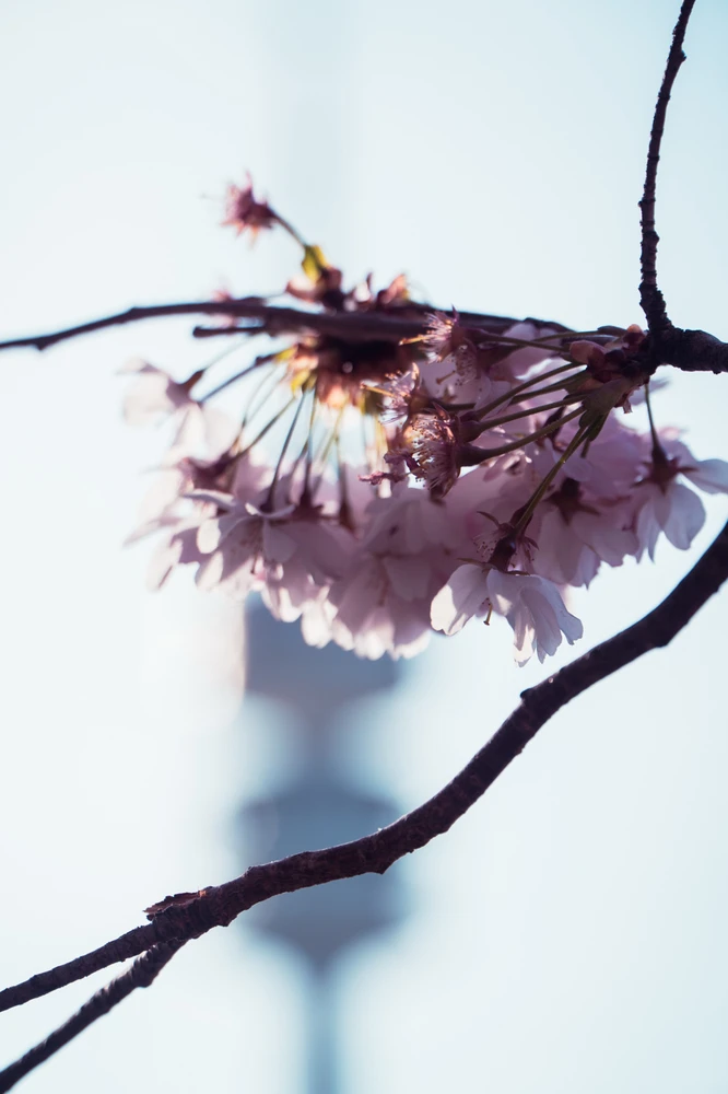 Image uploaded by Saurav