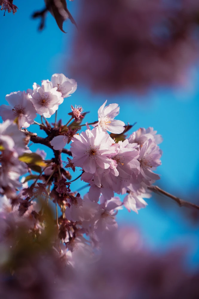 Image uploaded by Saurav