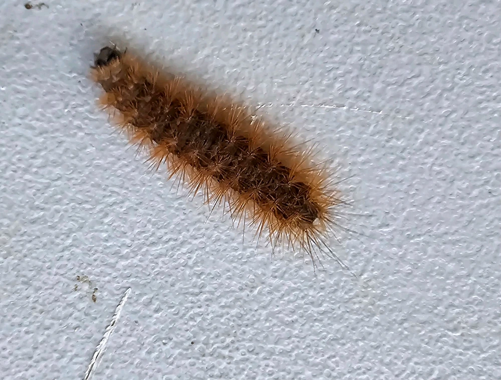 Image uploaded by Ally