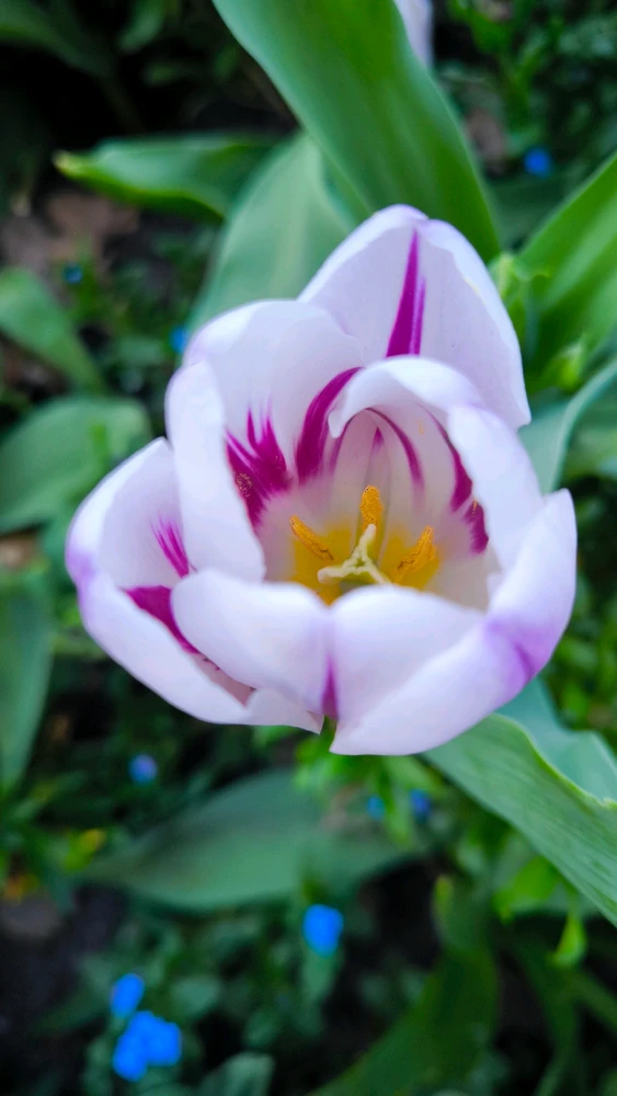 Image uploaded by Pablo