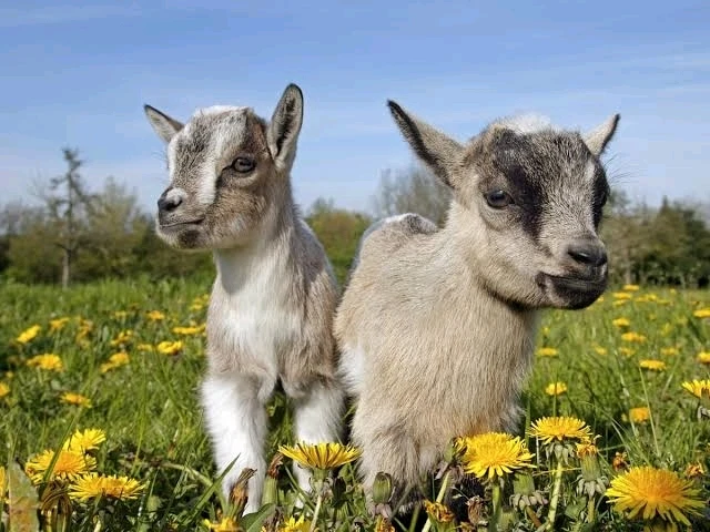 Image uploaded by 𝓢𝓮𝓻𝓮𝓷 • 𝓢𝓮𝓻𝓮𝓷𝓭𝓲𝓹𝓲𝓽𝔂