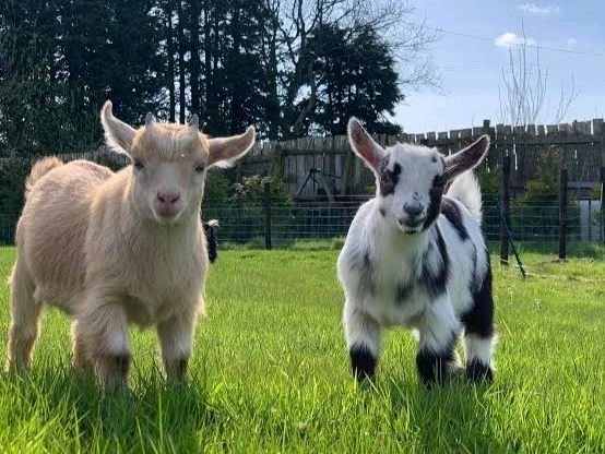 Image uploaded by 𝓢𝓮𝓻𝓮𝓷 • 𝓢𝓮𝓻𝓮𝓷𝓭𝓲𝓹𝓲𝓽𝔂