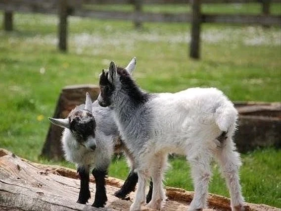 Image uploaded by 𝓢𝓮𝓻𝓮𝓷 • 𝓢𝓮𝓻𝓮𝓷𝓭𝓲𝓹𝓲𝓽𝔂