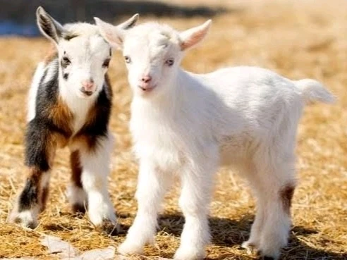 Image uploaded by 𝓢𝓮𝓻𝓮𝓷 • 𝓢𝓮𝓻𝓮𝓷𝓭𝓲𝓹𝓲𝓽𝔂