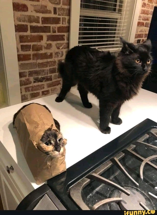 GIF enviado por - Cris 🏳️‍⚧️🩷