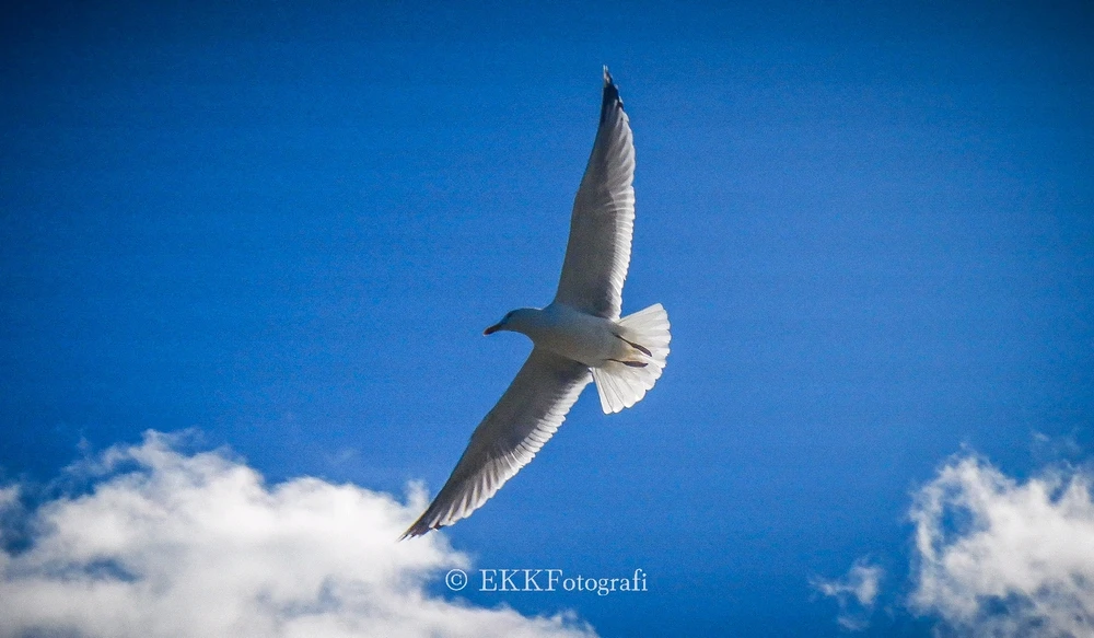 Image uploaded by Ksenija Krantz