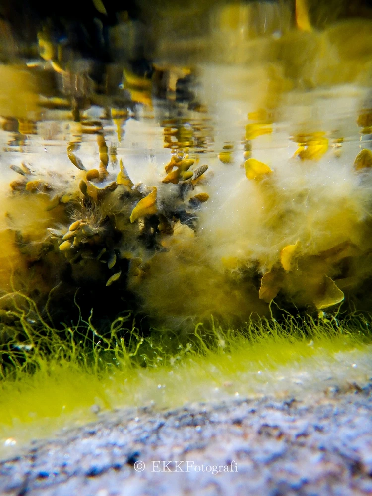 Image uploaded by Ksenija Krantz