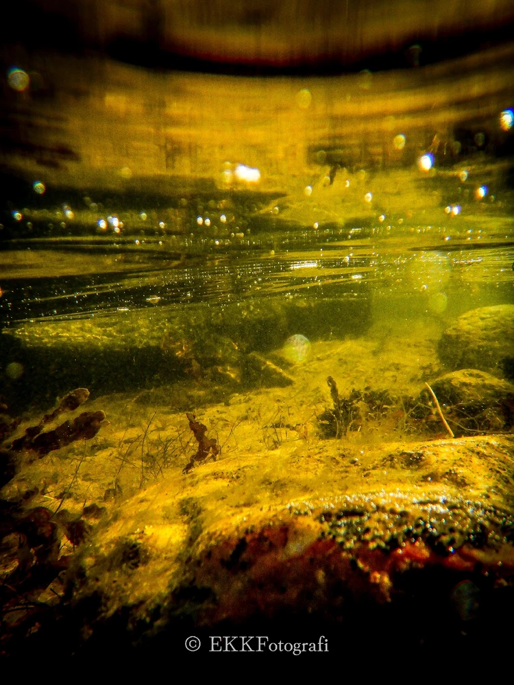 Image uploaded by Ksenija Krantz