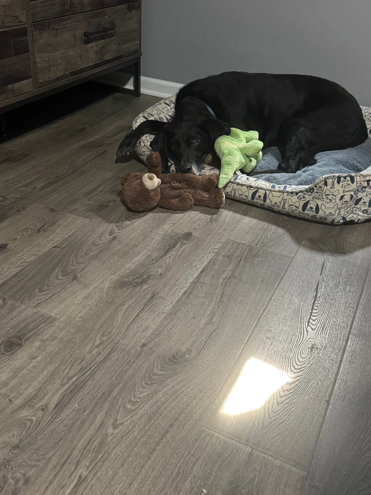 Porter loves his toys