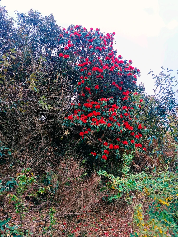 Singh द्वारा अपलोड किया गया GIF