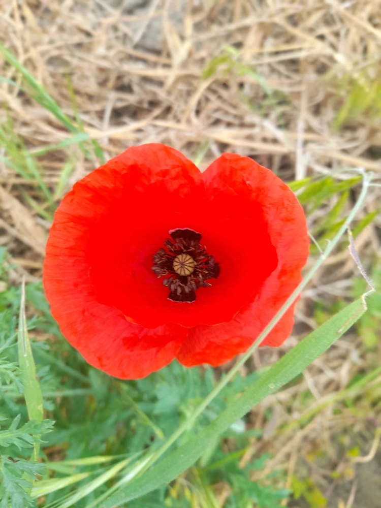 Obrázek nahrál Khemais