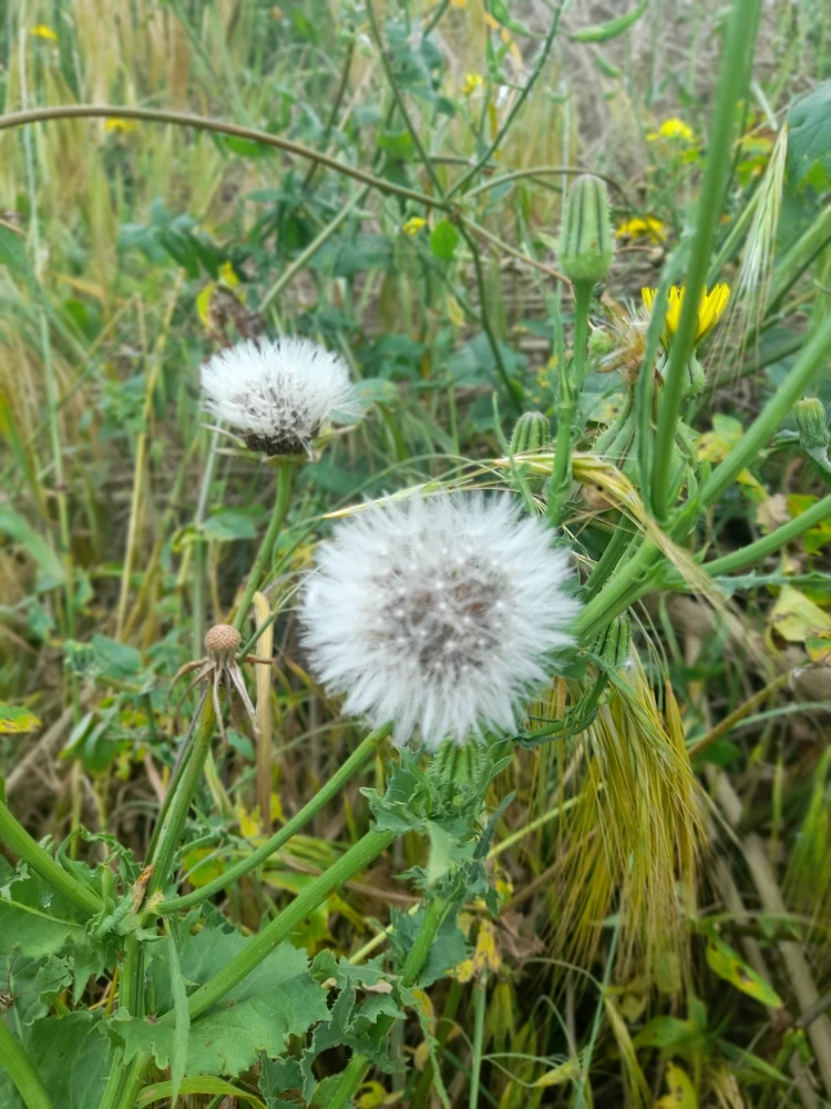 Obrázek nahrál Khemais