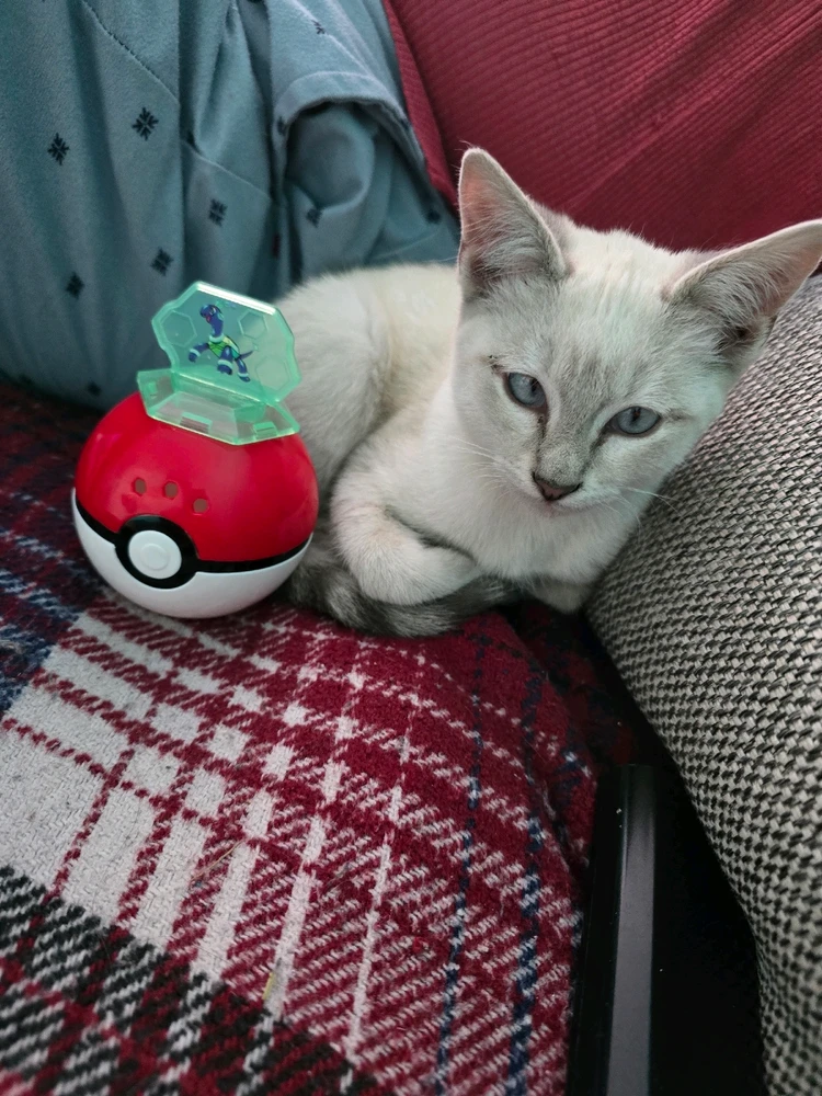 GIF subido por Saori