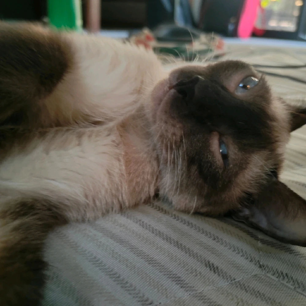 GIF uploaded by Salvi