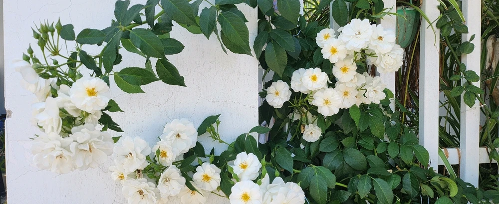 GIF được Hannah tải lên