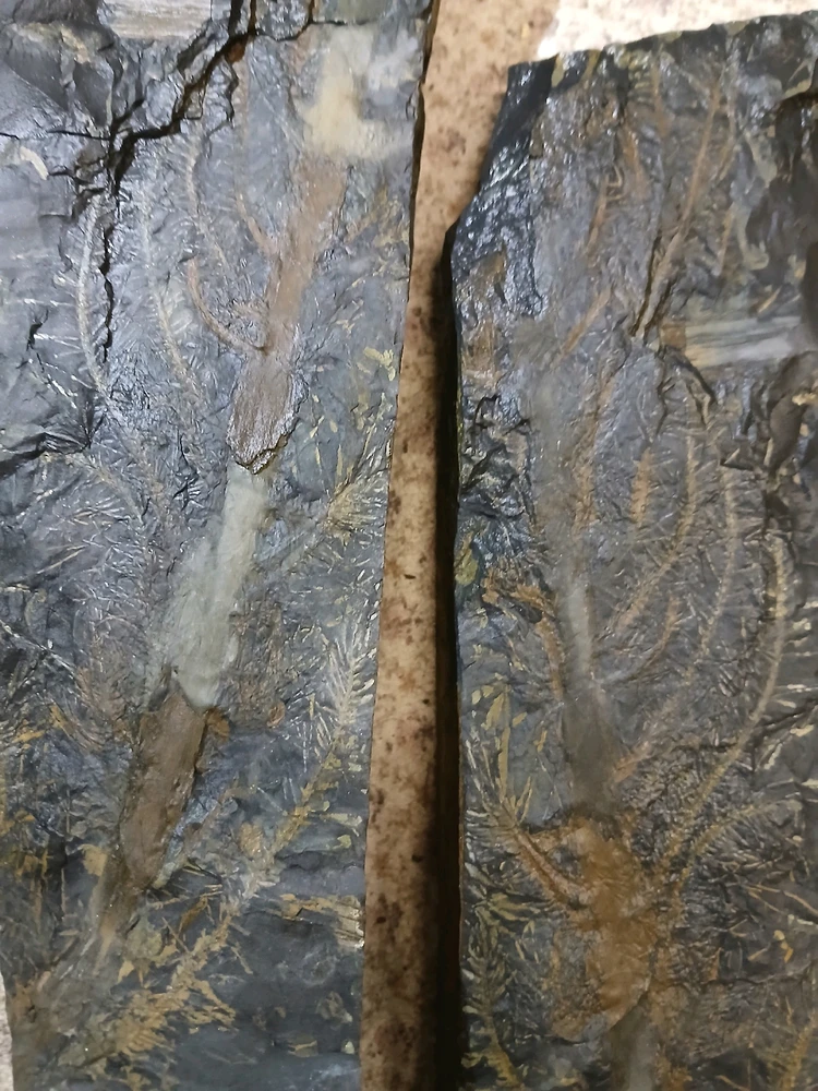 GIF hochgeladen von Herbert = ᚺᛖᚱᛒᛖᚱᛏ