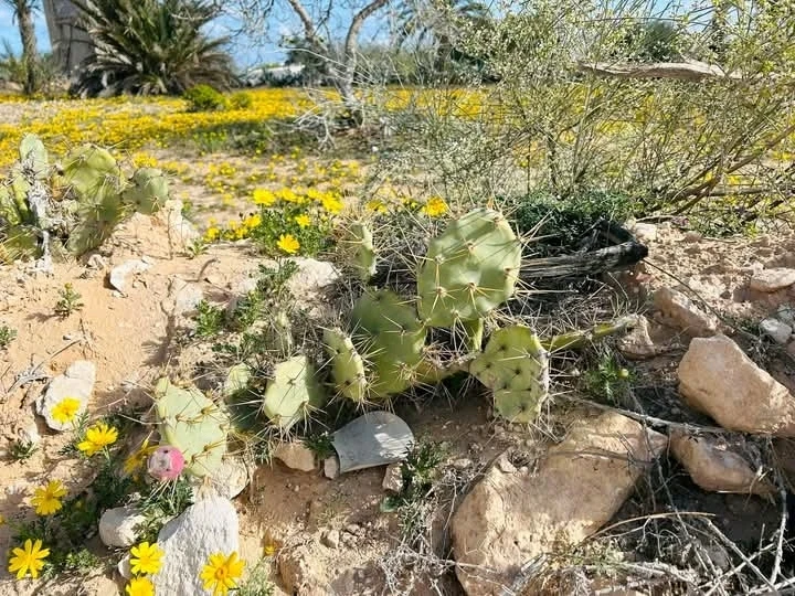 Guten Nachmittag 📸🌺🇹🇳