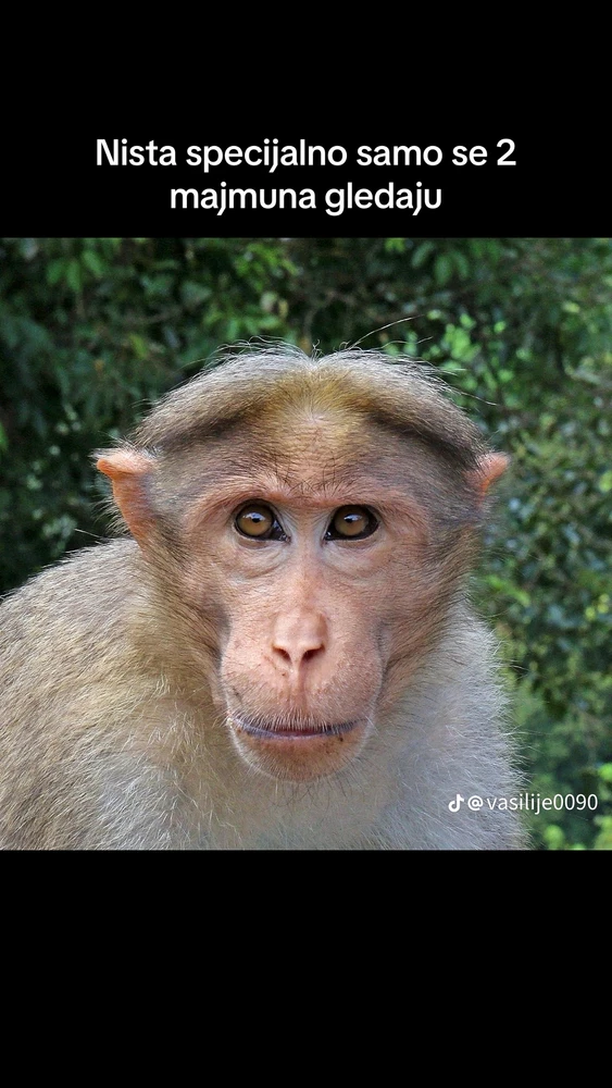 GIF otpremio/la Aleksandar