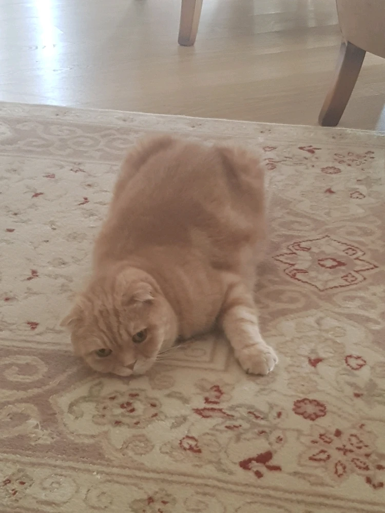 GIF uploaded by Isaac