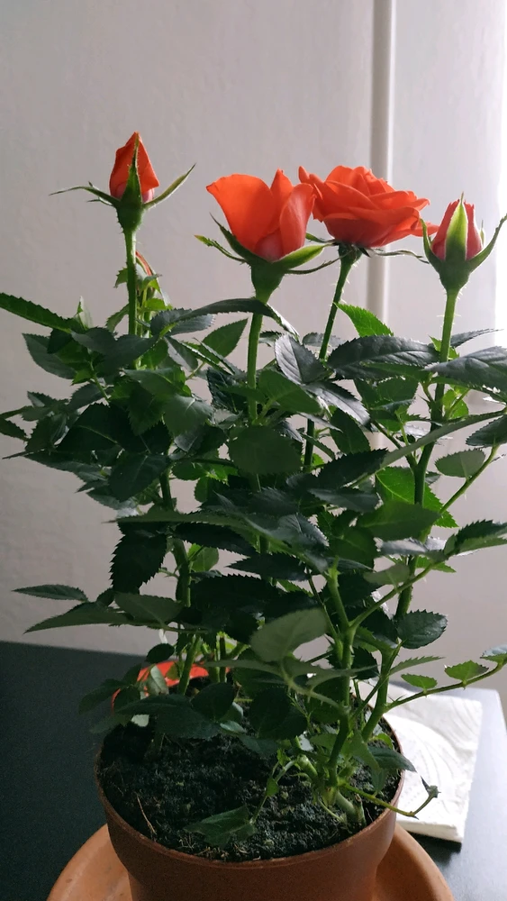 Laci által feltöltött kép