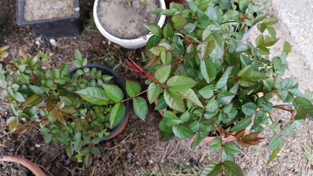 Laci által feltöltött kép