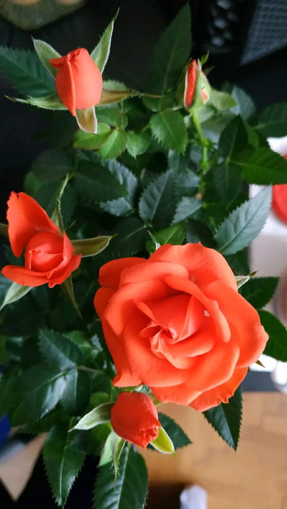 Laci által feltöltött kép