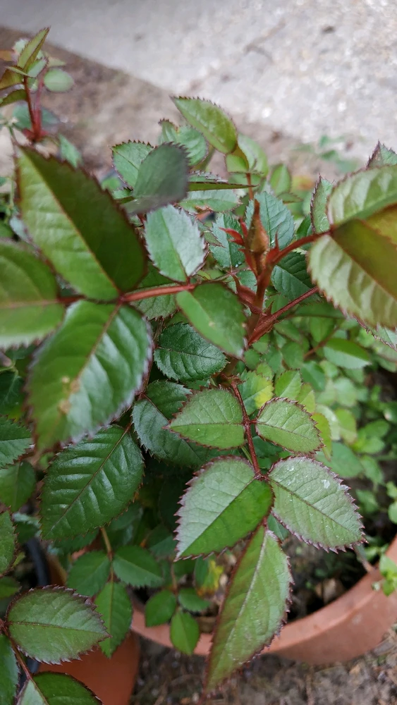 Laci által feltöltött kép