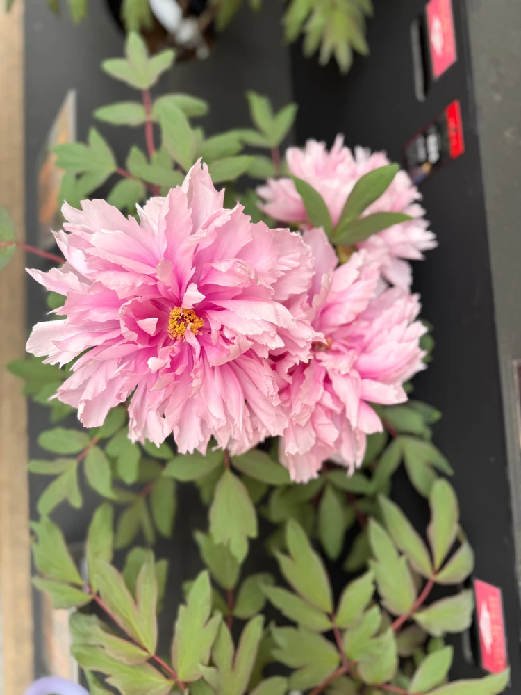 Image uploaded by Cal