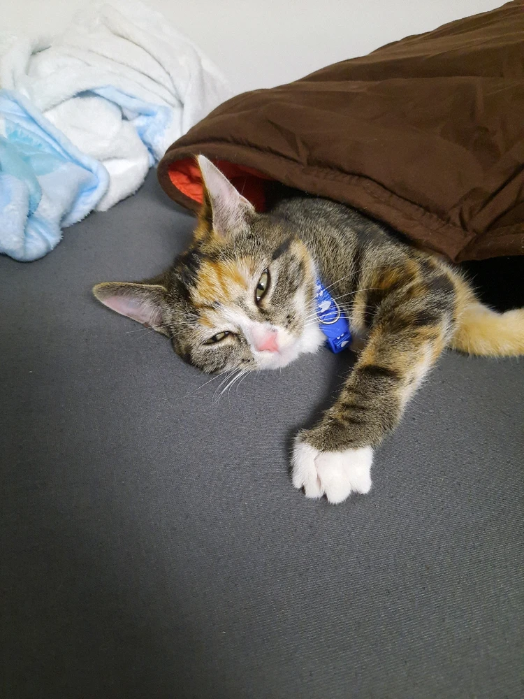 GIF geüpload door Noah