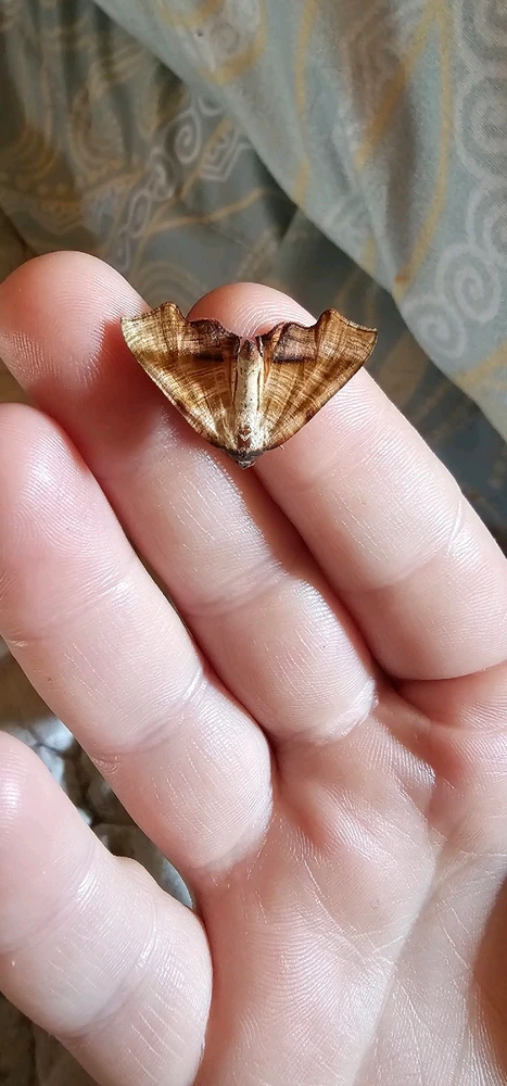 Image uploaded by Ally