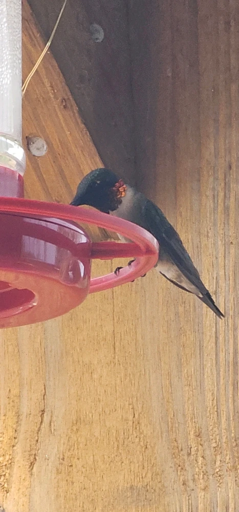 Image uploaded by Ally