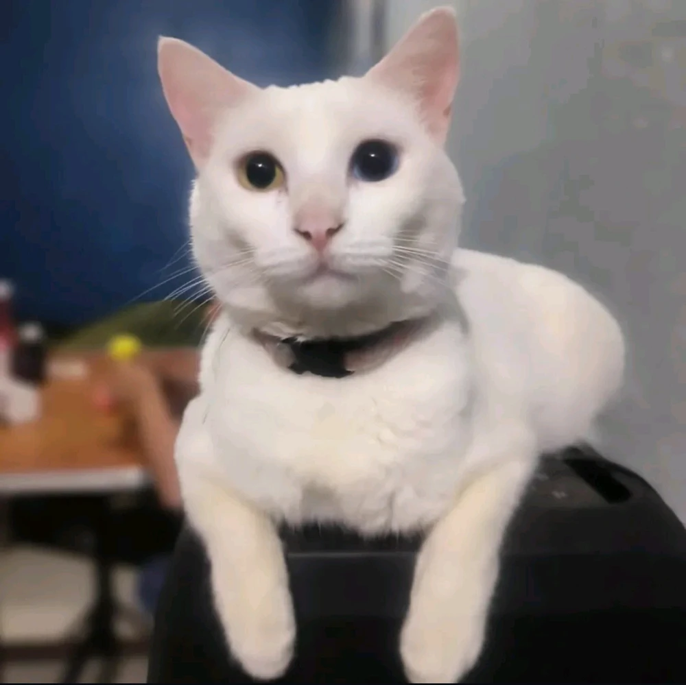 Jackie tarafından yüklenen GIF