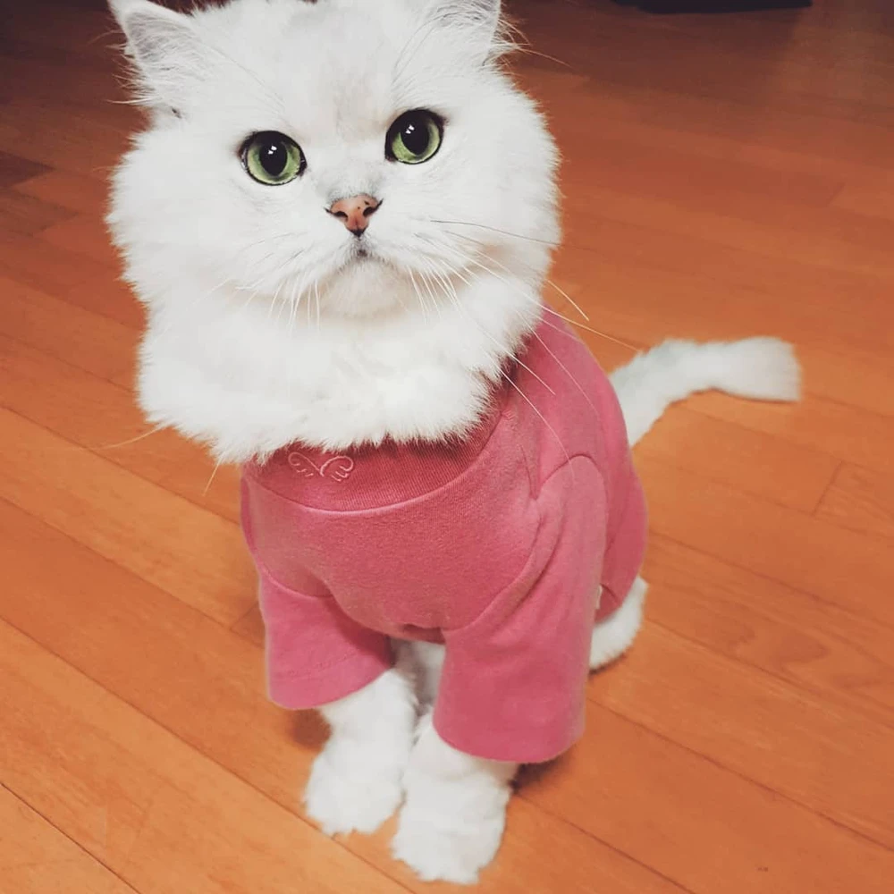 Bella上傳的圖片