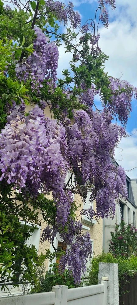 Image uploaded by Bluu