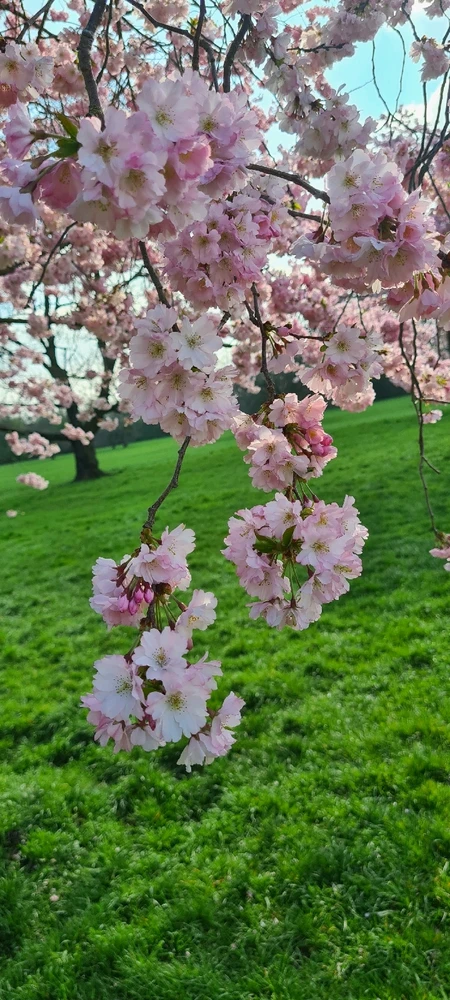 Image uploaded by Bluu