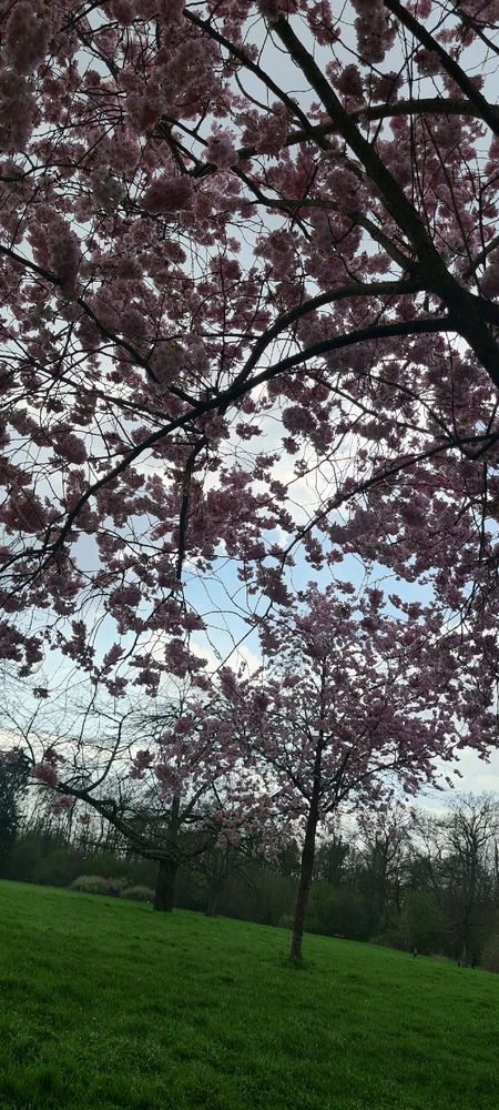 Image uploaded by Bluu