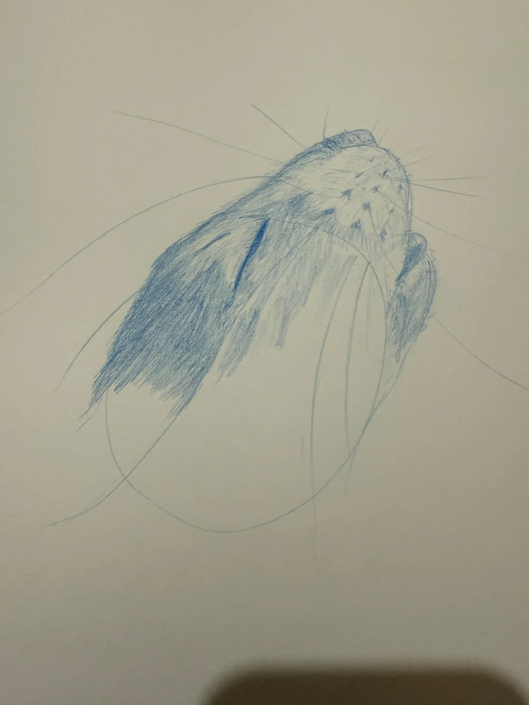 Image uploaded by Ren