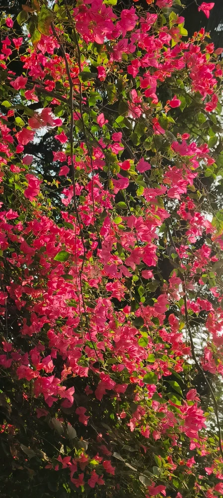 Image uploaded by ✨Femme Fatale✨