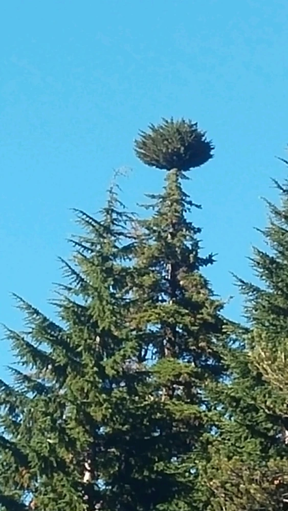 GIF diunggah dening Justin Dille