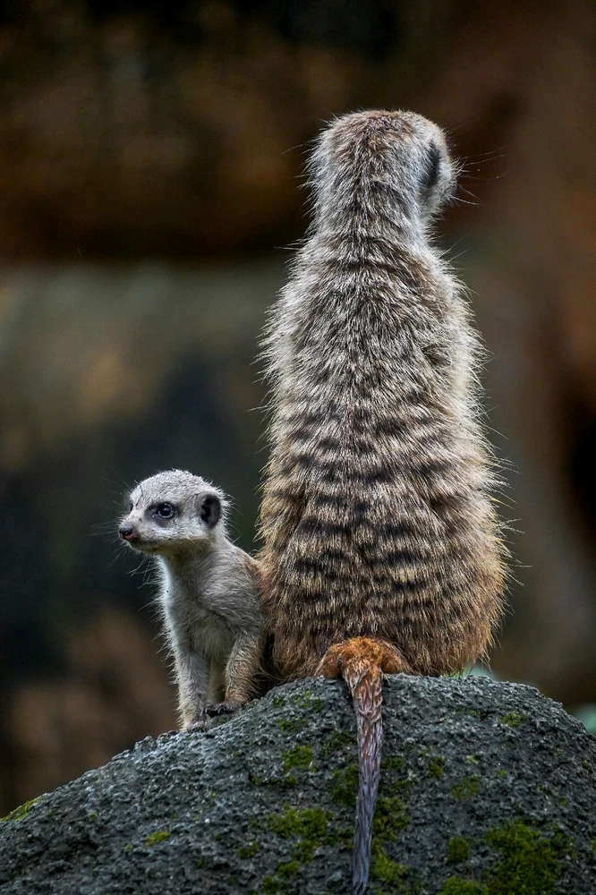 GIF uploaded by Hao Wen