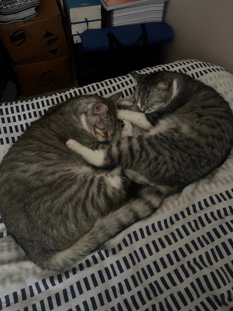 Ali tarafından yüklenen görsel