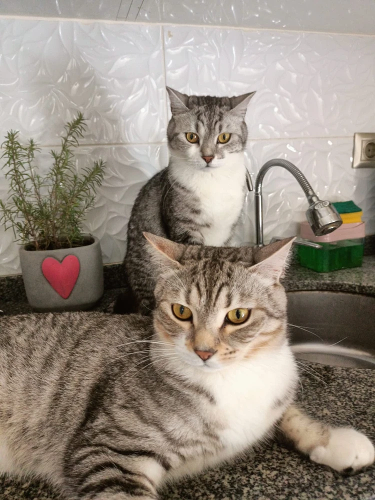 Ali tarafından yüklenen görsel