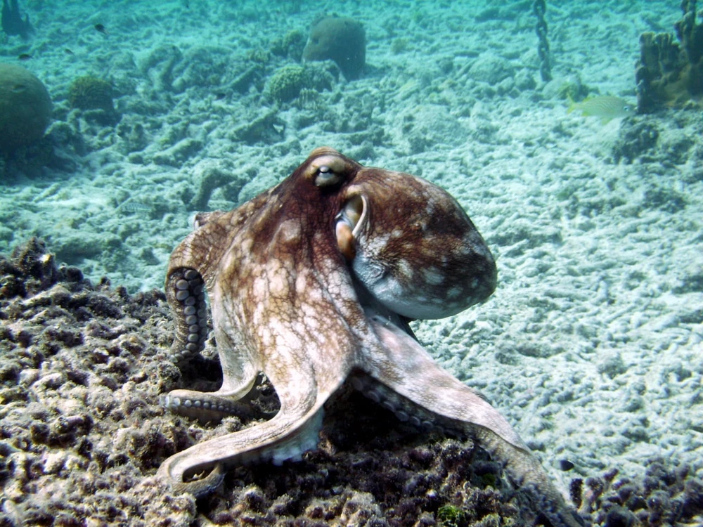 Stevenがアップロードした画像