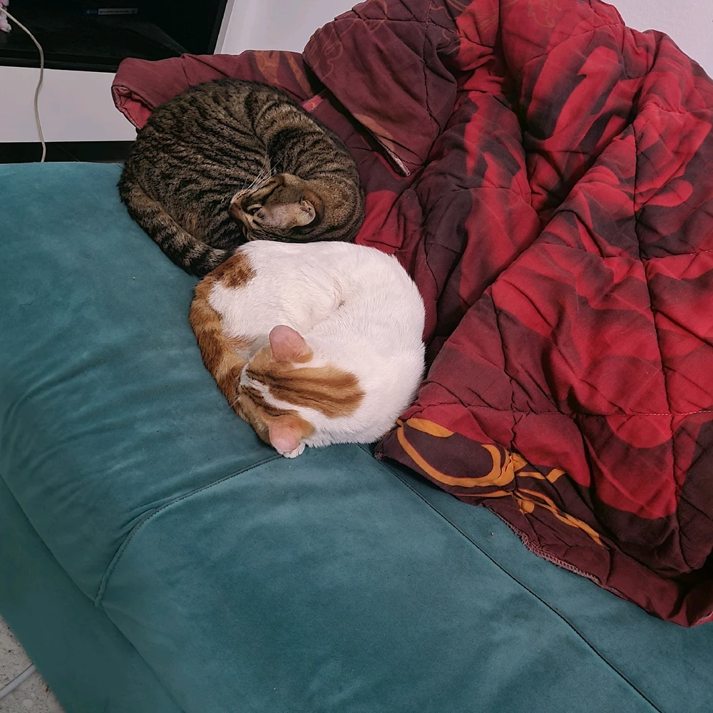 A picture of a white cat with a Tahi cat both lying on the couch 